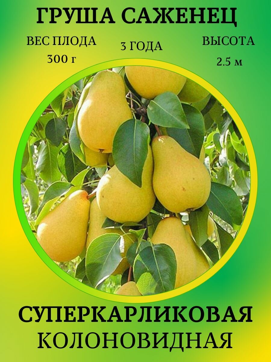 Груша саженец Суперкарликовая1 штука