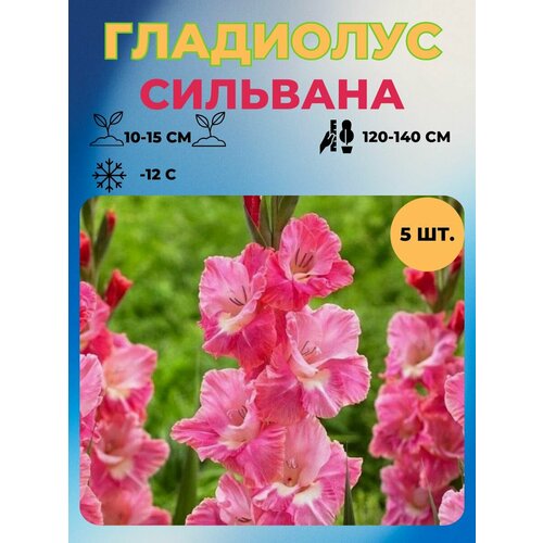 Гладиолус луковицы 5 шт.