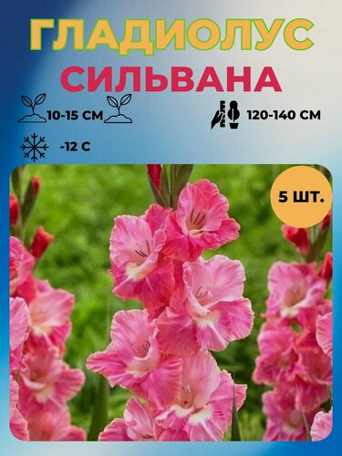 Изображение товара Гладиолус луковицы 5 шт.