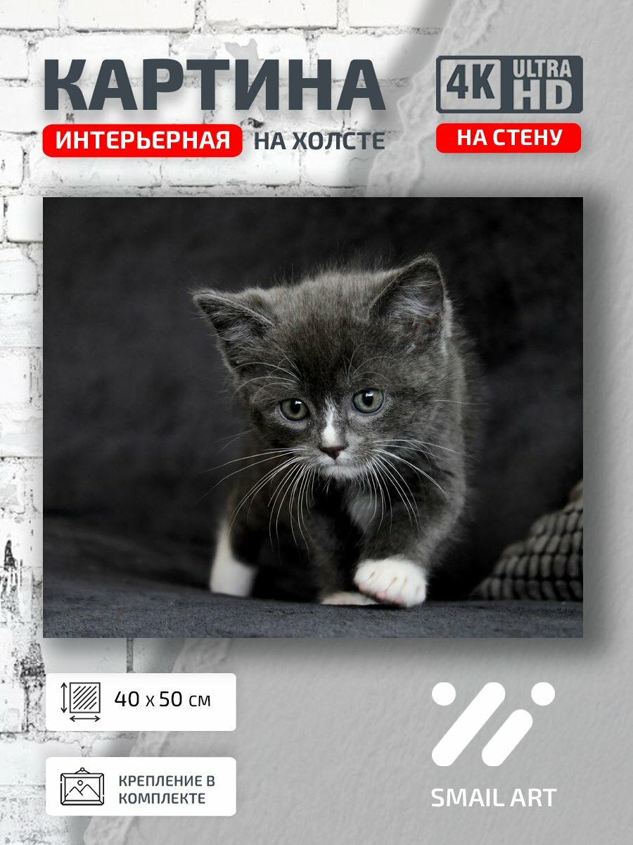 Картина на холсте интерьерная 40 на 50 на стену Лапки Animal для кабинета animal style