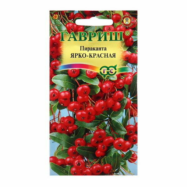 фото Пираканта Ярко-красная 5 шт, 2 шт.