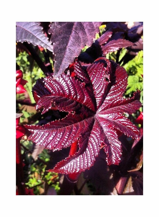 Клещевина Касторка (Ricinus communus)