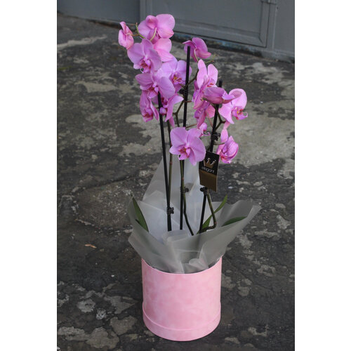 Орхидея pinkbox