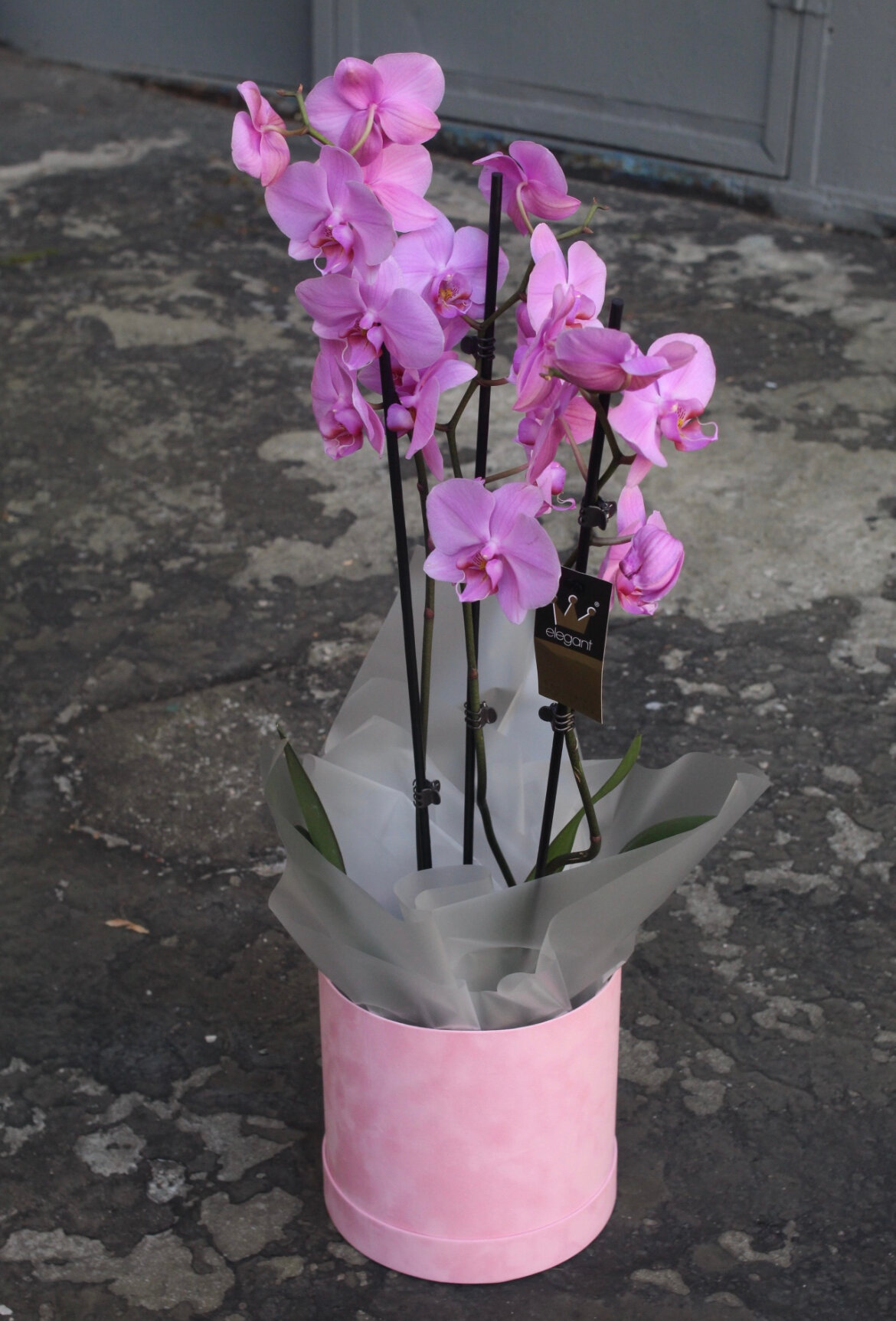 Орхидея pinkbox