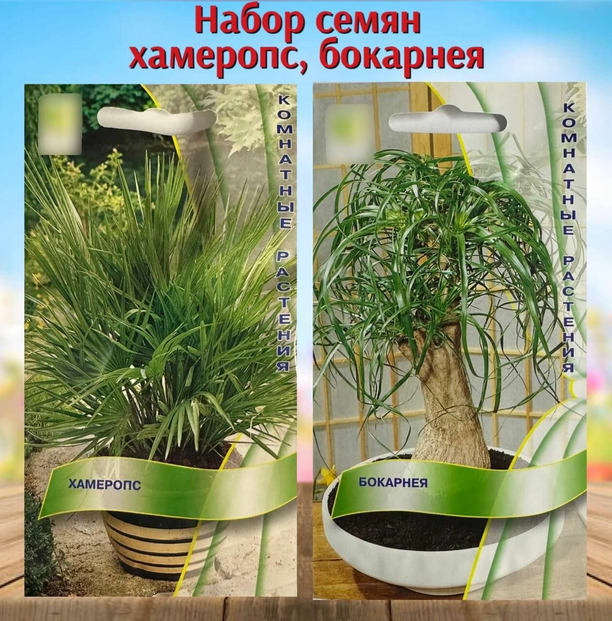 Семена комнатных растений пальма Хамеропс и Бокарнея 2 уп.