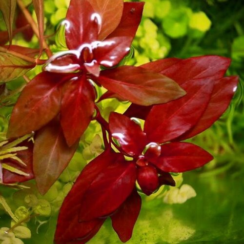 Людвигия ползучая рубин - Ludwigia repens rubin (3 ветки 10-15см).