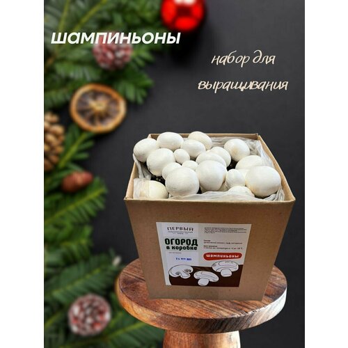 Мицелий шампиньонов