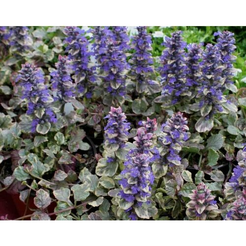 Живучка ползучая 'Burgundy Glow'