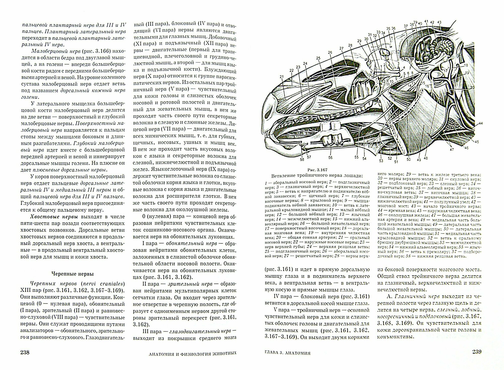 Анатомия и физиология животных. Учебник для СПО - фото №3