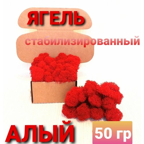 Мох (ягель) стабилизированный алый 50 гр