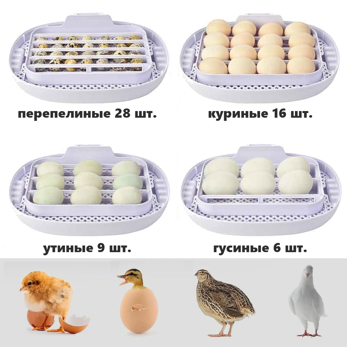 Инкубатор HHD 16 Wonegg мини автоматический для яиц с овоскопом - фотография № 3