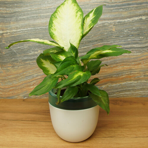 Кашпо NOVA STYLE с фитилем, 1 литр, белое