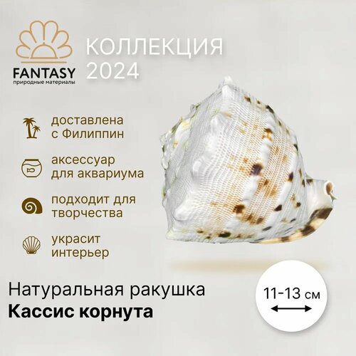 Натуральная морская ракушка FANTASY Кассис корнута, 11-13 см, 1 шт.