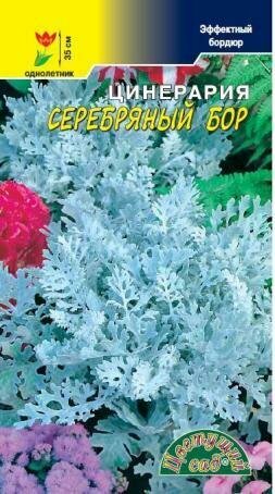 Семена Цинерария Серебряный Бор Цветущий сад