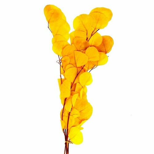Сухоцвет персикого дерева 50 гр длина 70 см цвет желтый 1910₽