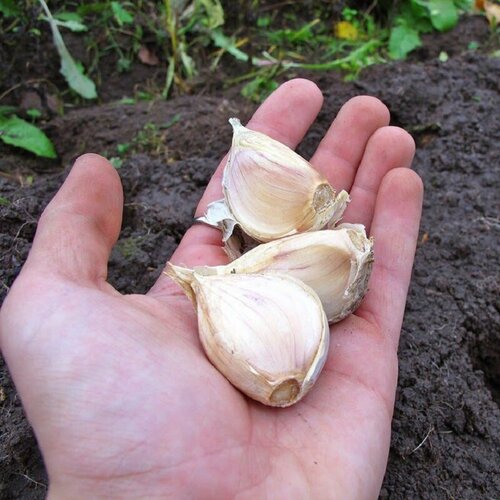 Чеснок озимый Богатырь (фермерский) 1 зубчик