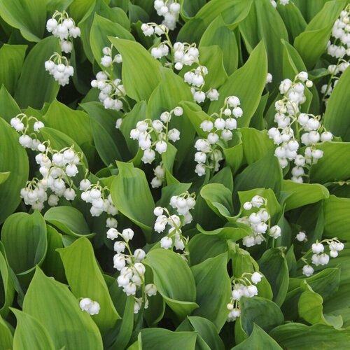 Семена Орешка Ландыш майский 30 шт.