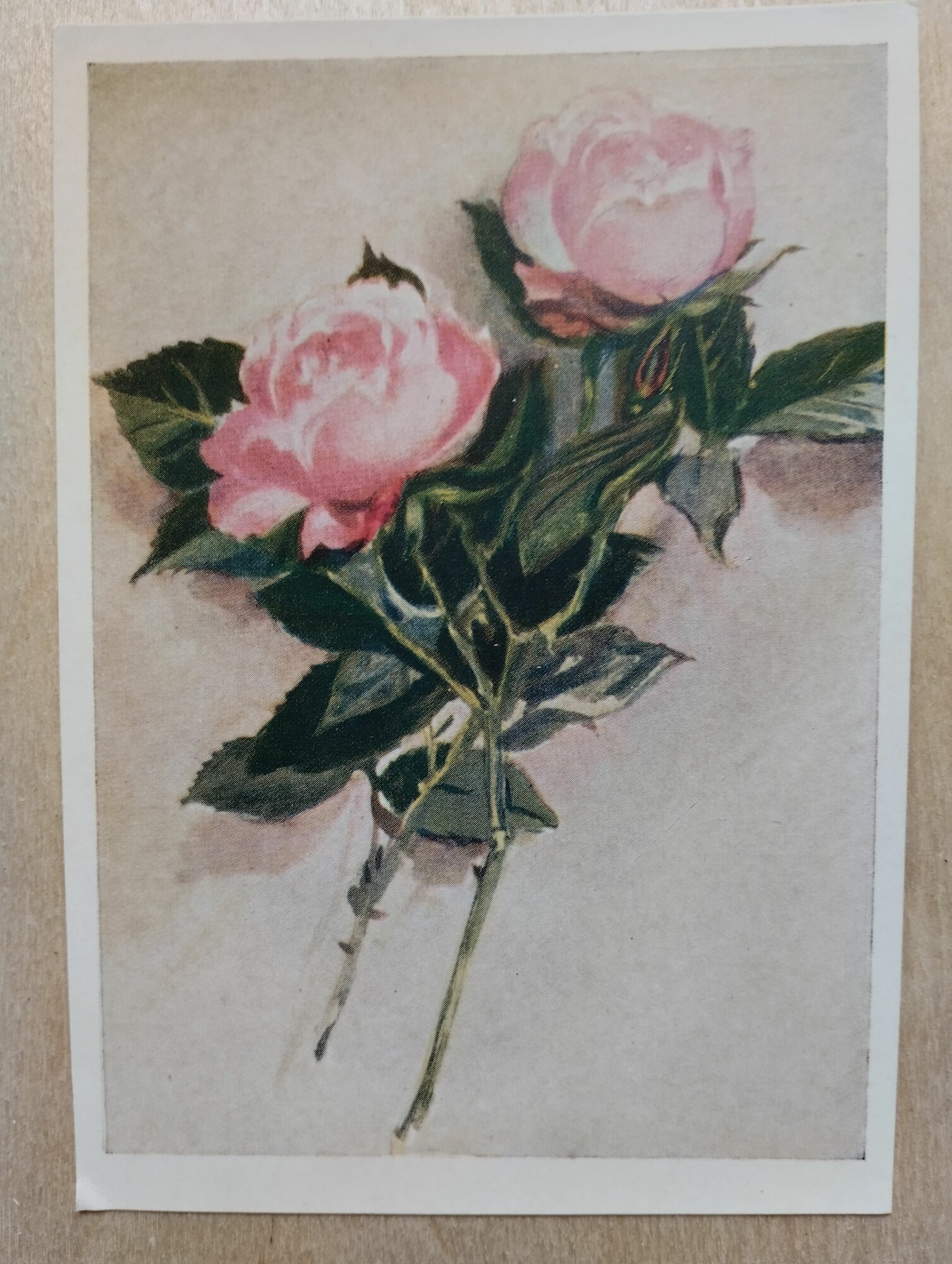 Открытка СССР. Винтаж. 1956 год. Цветы. Розы (фото Г. Голяховский)