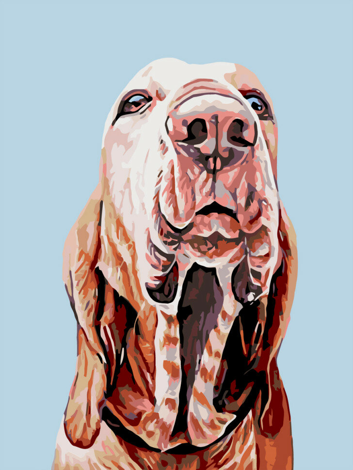 Картина по номерам "Бракко Итальяно" — фото 1