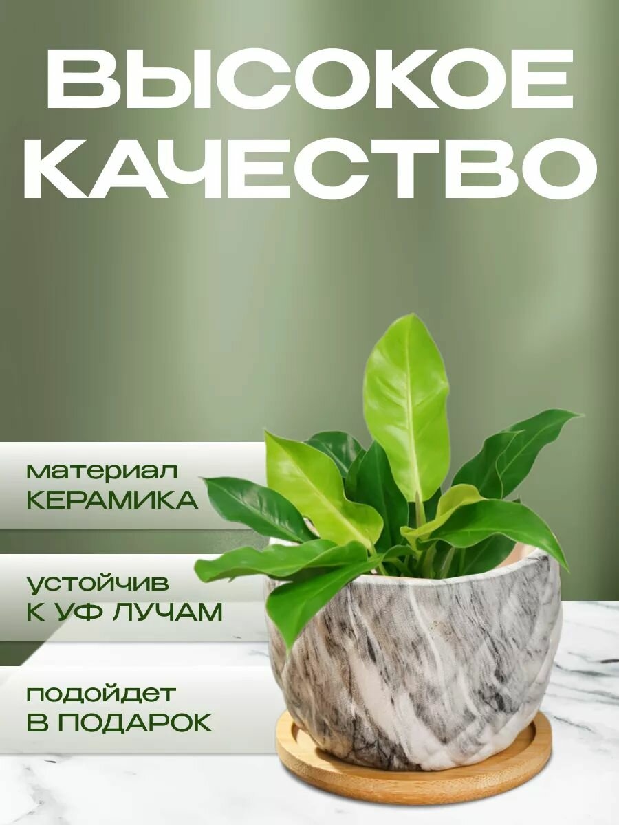 Кашпо керамика, 8.5х8.5х7 см, для кактусов и суккулентов, Мини, Y4-5358 — фото 1