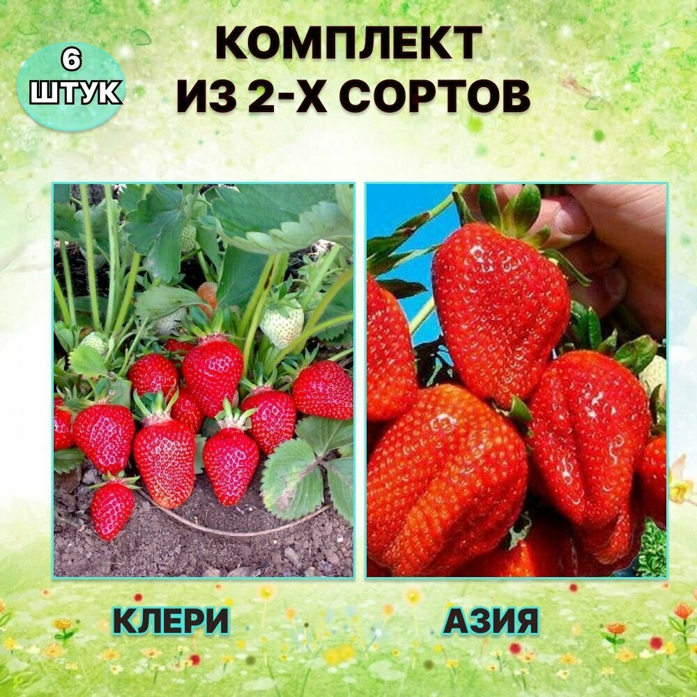 Набор саженцев клубники Клери/Азия (6 штук)