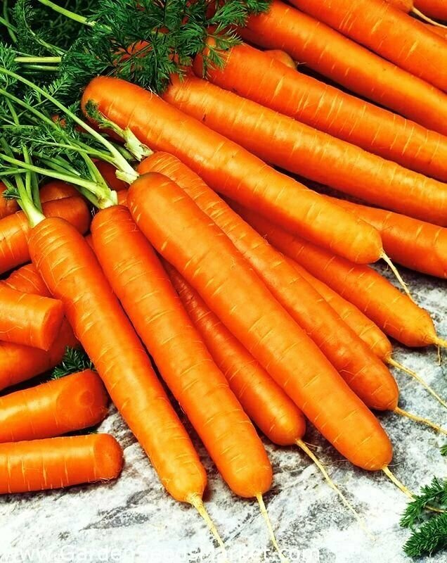 Коллекционные семена моркови Зимний нектар