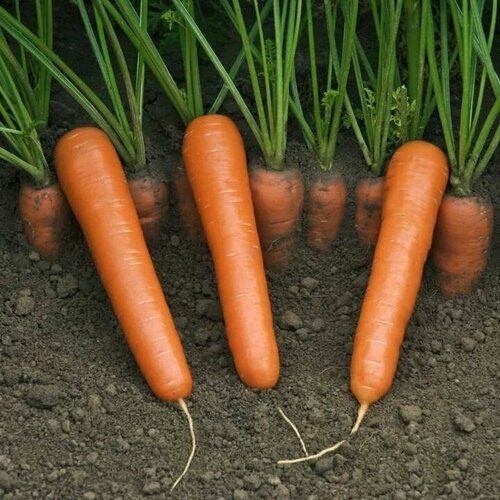 Коллекционные семена моркови Карибоу F1