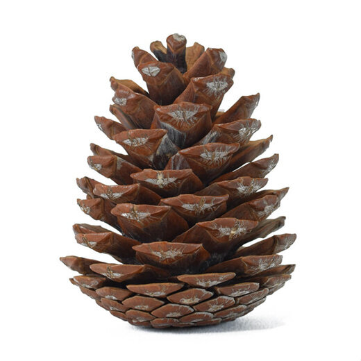 фото Шишки сосновые (Большие) для рукоделия (20шт)
