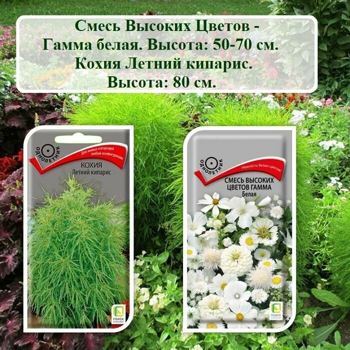 Набор семян цветов для сада - Смесь Высоких Цветов - Гамма белая и Кохия Летний кипарис (2 пачки)