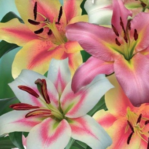 Луковица Лилия ОТ-гибрид Созвездия смесь окрасок