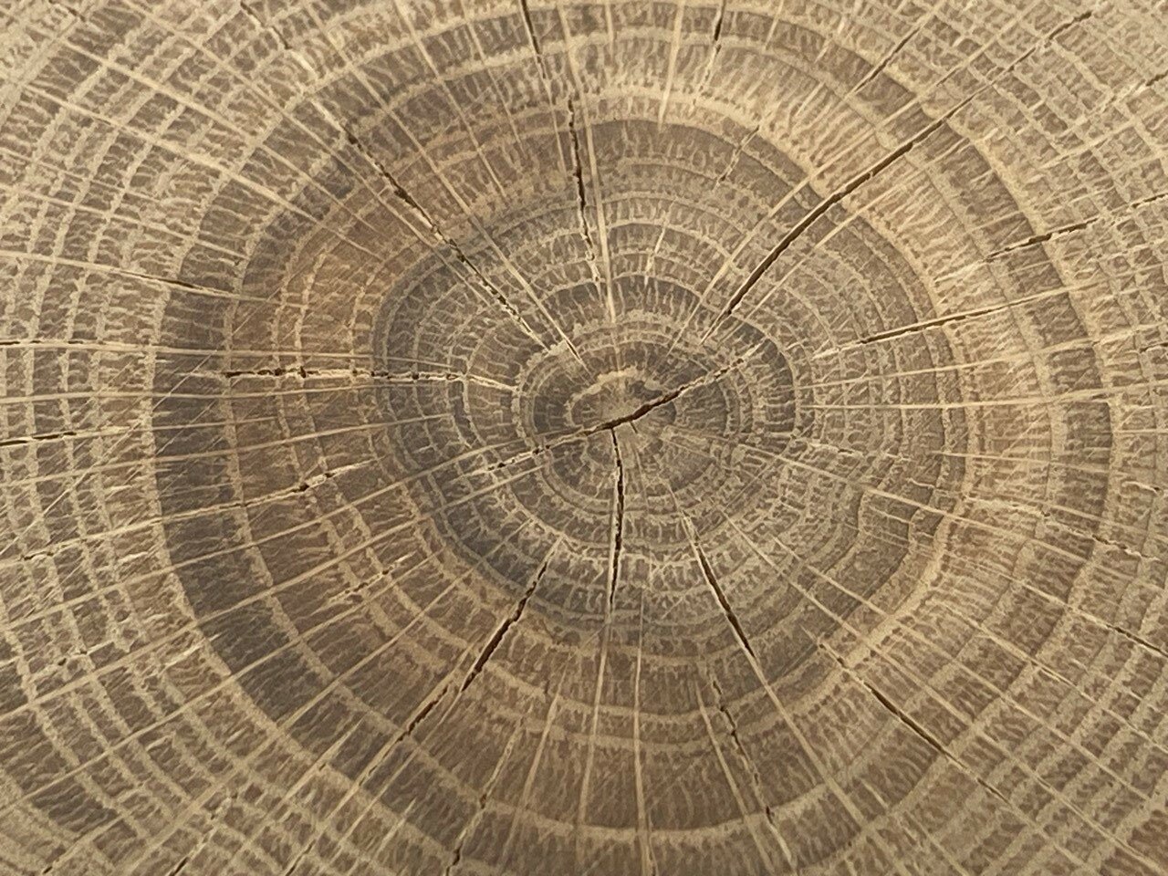 Спил дуба, спил дерева, идеально отшлифованный с обеих сторон, диаметр 15-16 см, для творчества, для декора