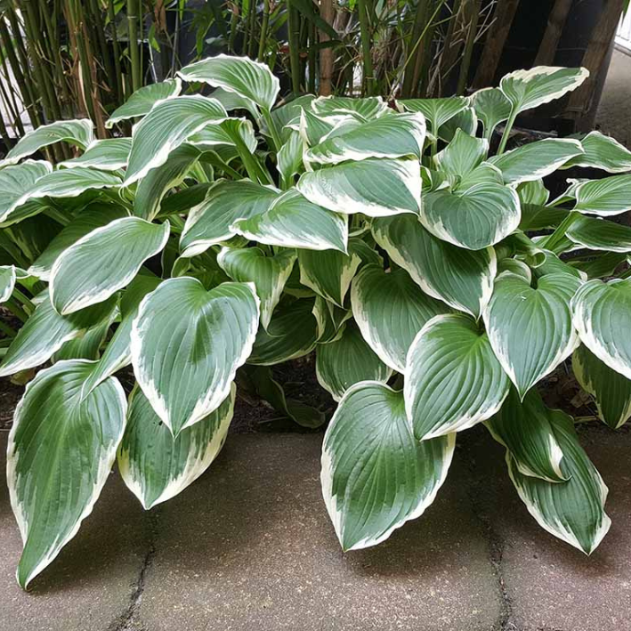 Клубни цветов, chipollino flowers, Хоста UNDULATA ALBOMARGINATA ( 1 штука )