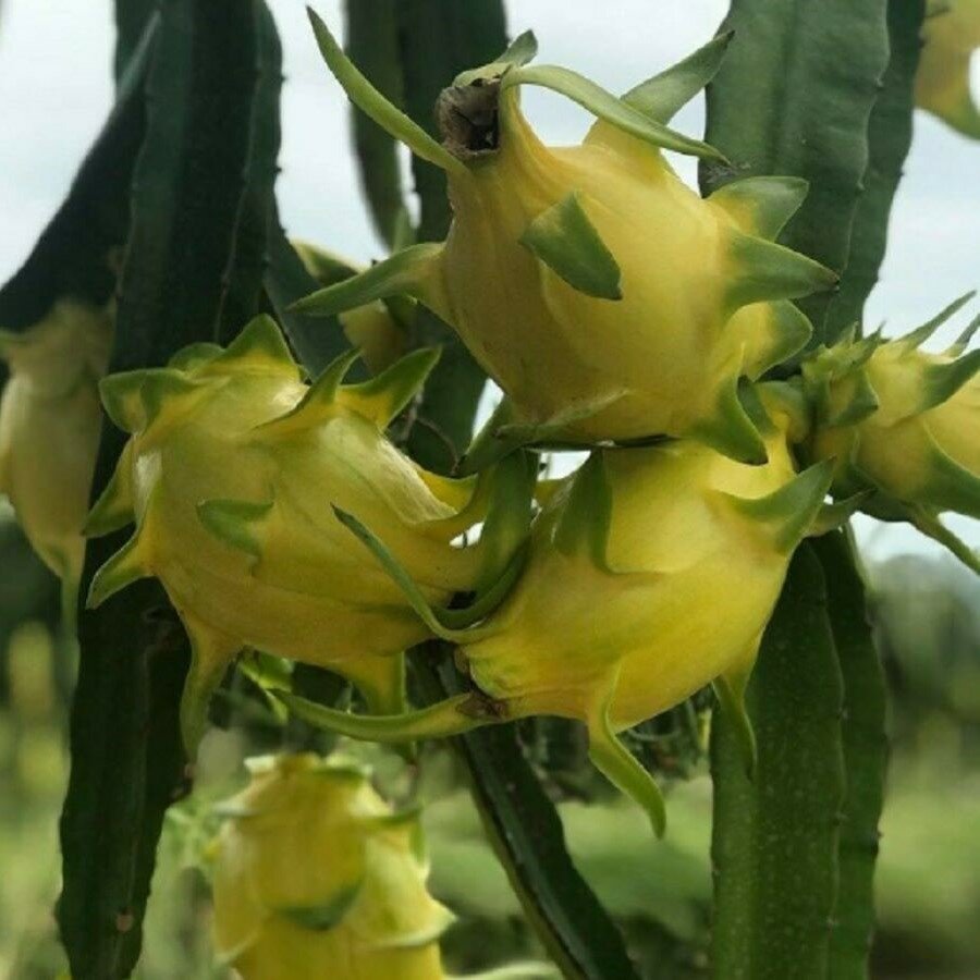 Семена Орешка Питахайя желтая с белой мякотью, Dragon fruit yellow 10 шт.