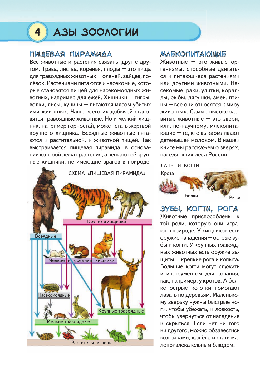 Животные наших лесов. Все лесные звери России (для ПР) - фото №6