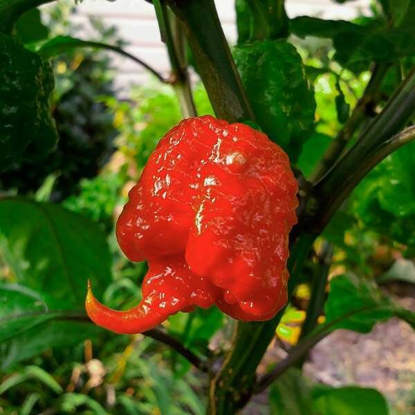 Перец острый Каролина Рипер - Каролинский жнец (лат. Carolina Reaper) семена 5шт + подарочек