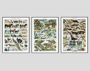 Набор интерьерных постеров "Млекопитающие и Рептилии" размер А3, без рамки / Винтажная Биология "Мир Животных" - ретро иллюстрации, старый учебный плакат для интерьера и в подарок