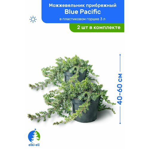 можжевельник прибрежный голден вингс Можжевельник прибрежный Blue Pacific (Блю Пацифик) 40-60 см в пластиковом горшке 3 л, саженец, хвойное живое растение, комплект из 2 шт