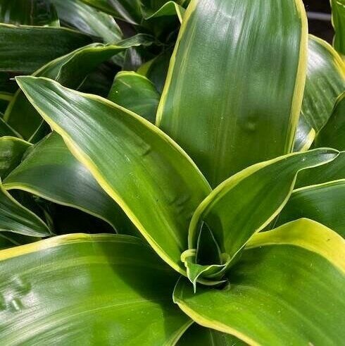 Драцена Фрагранс Дорадо (Dracaena Fragrans Dorado) D6см