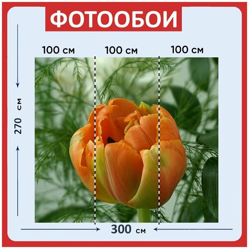 Фотообои Оранжевый тюльпан цветок природа 300x270 см флизелиновыена стену 3950₽