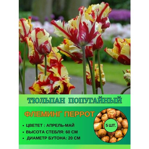 Тюльпан попугайный, луковицы 5 штук