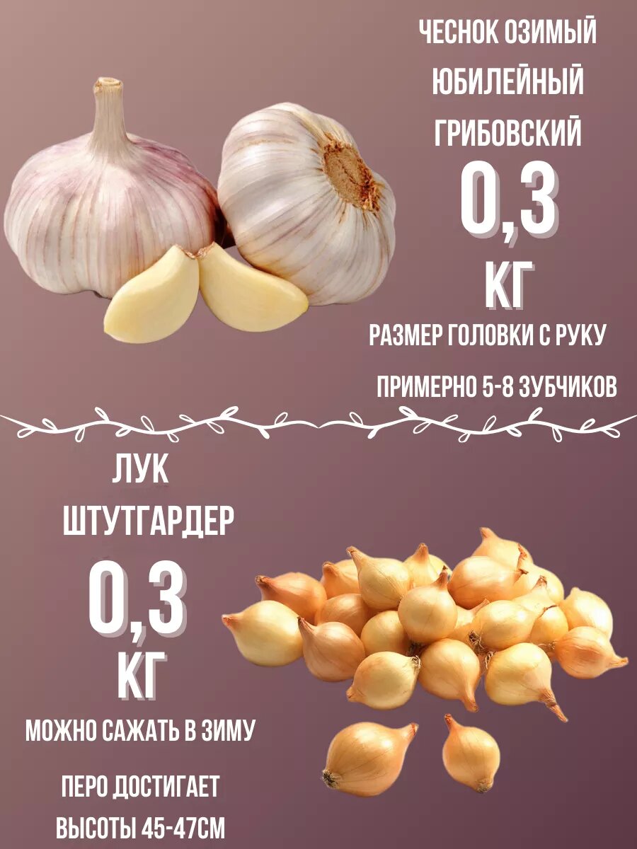 Лук севок/Чеснок озимый