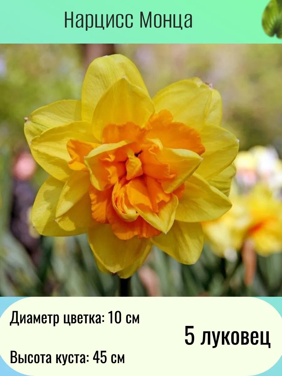 Нарцисс многолетние цветы луковицы 5 шт