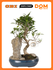 Растение "Бонсай", с камнем, настольное размещение, высота 30 см