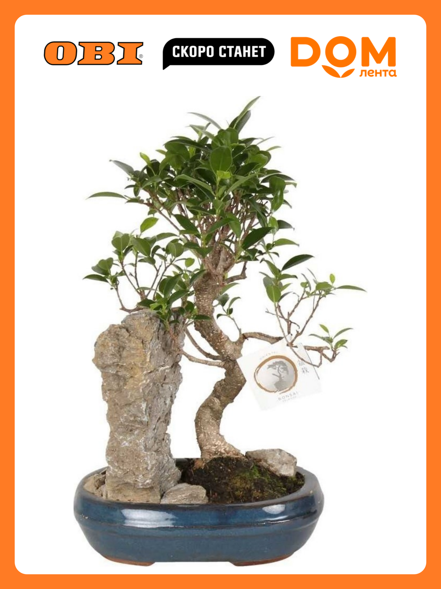 Растение "Бонсай", с камнем, настольное размещение, высота 30 см