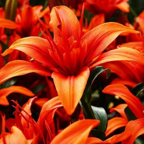 Луковицы Лилия азиатская махровая Крейзи Твин 2 шт 1095₽