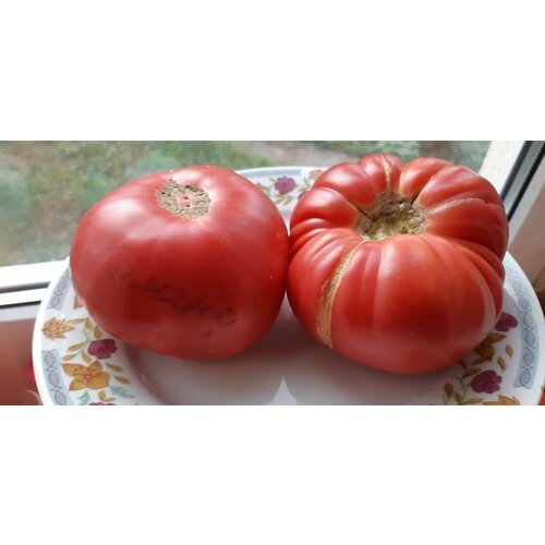 Коллекционные семена томата Голландец