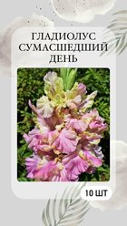 Гладиолус крупноцветковый, луковицы многолетних цветов