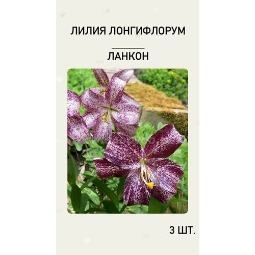 Лилия Ланкон, луковицы многолетних цветов лилия ланкон лонгифлорум 2шт