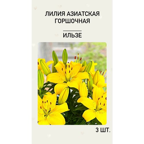 айхингер ильзе великая надежда Лилия Ильзе, луковицы многолетних цветов