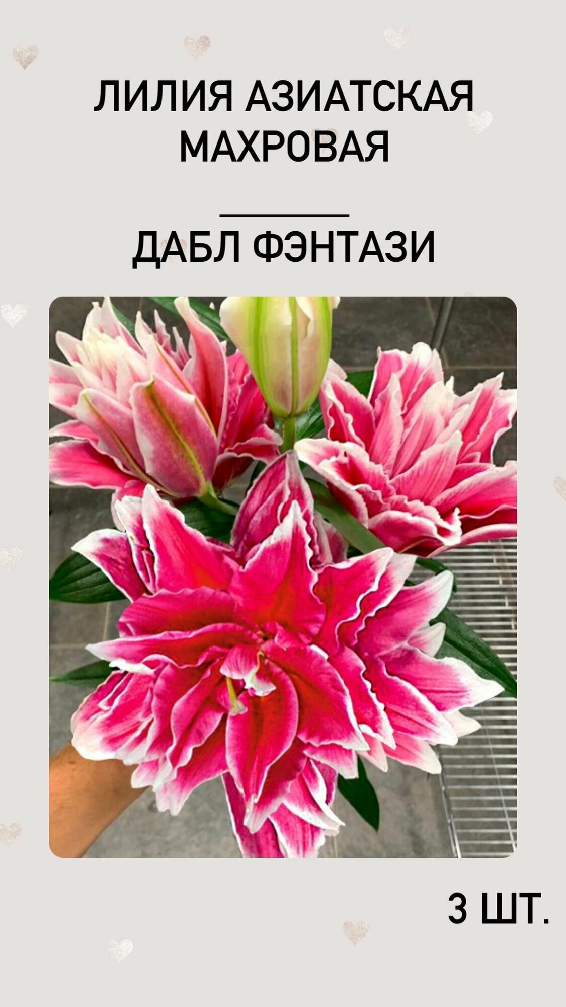 Лилия, луковицы многолетних цветов